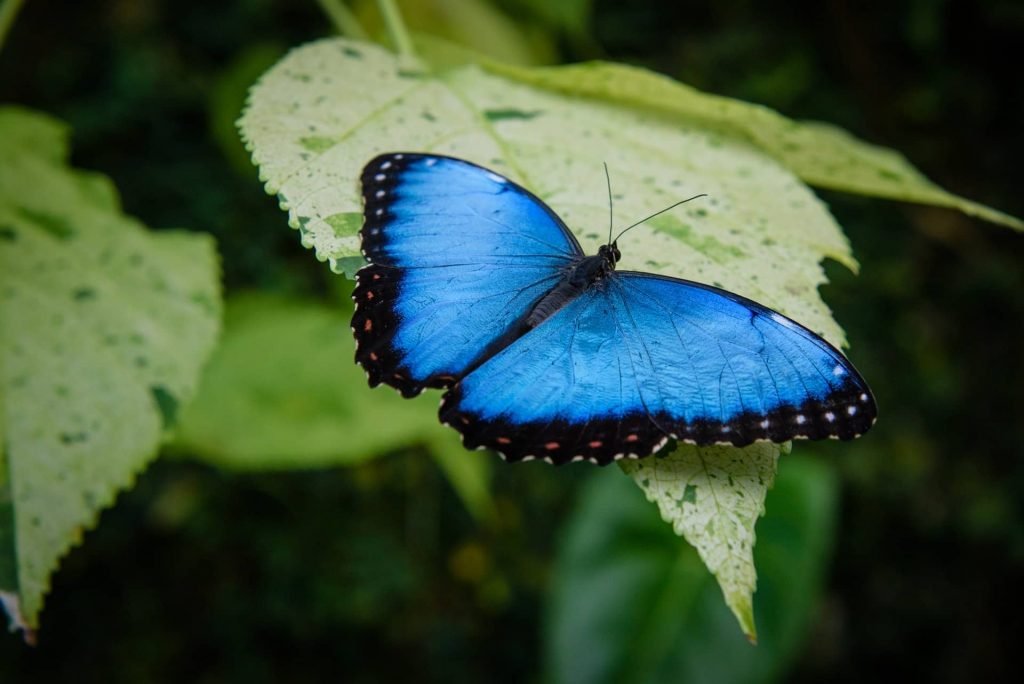color turquesa o azul