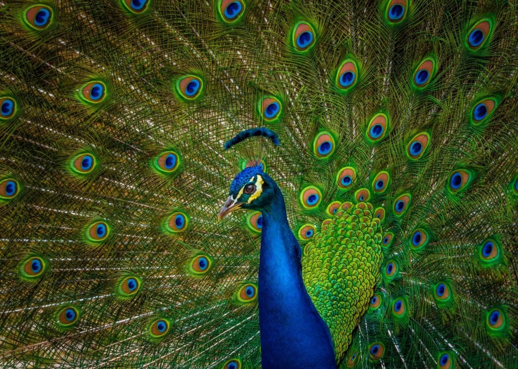 color turquesa o azul
